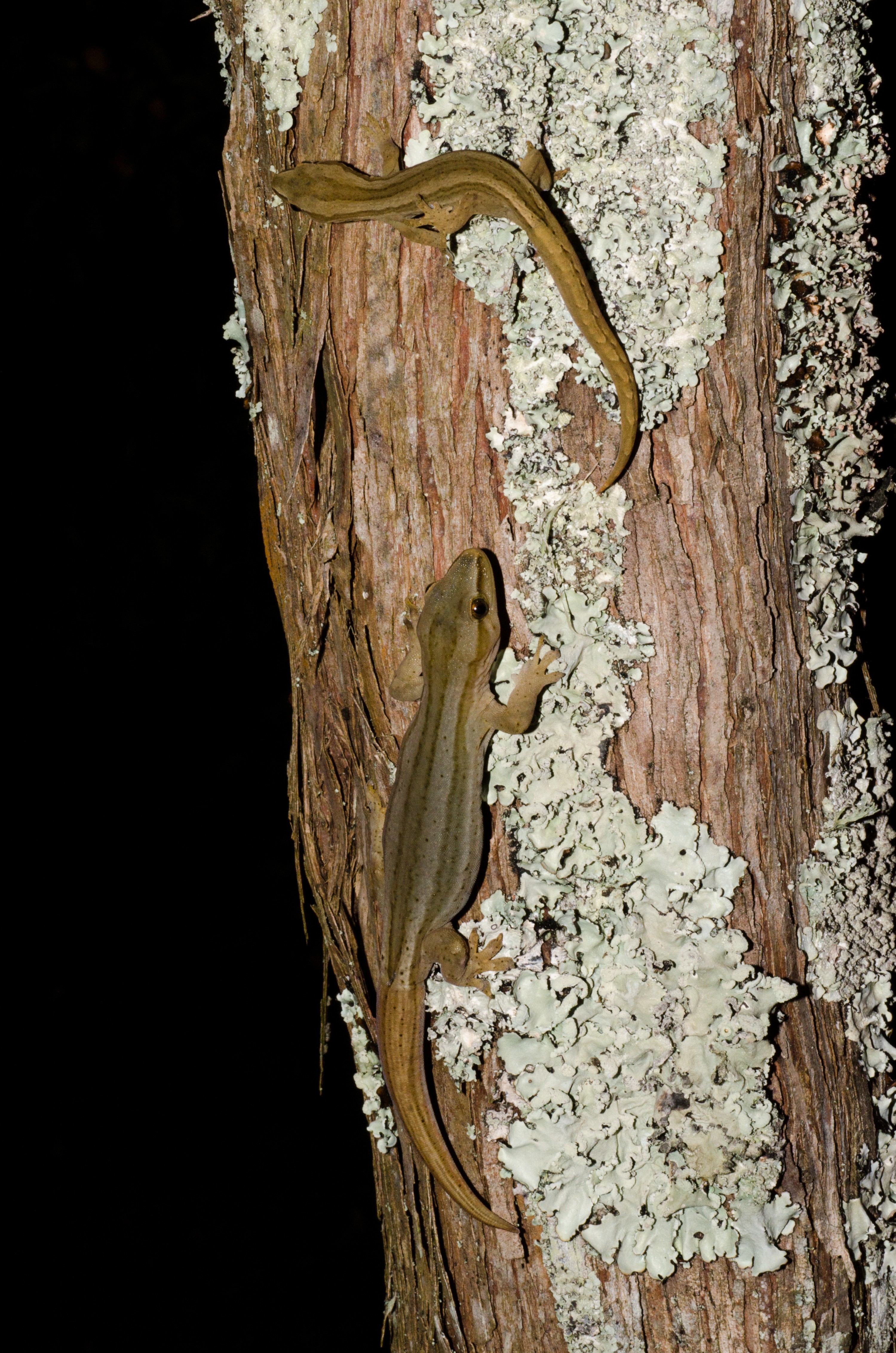 DSC_4306 – Gold, striped, Gecko, Woodworthia, chrysosiretica, lizard, taranaki, Crispin, reptiles, amphibians, rare, cold, blood, new, new zealand, zealand, nz